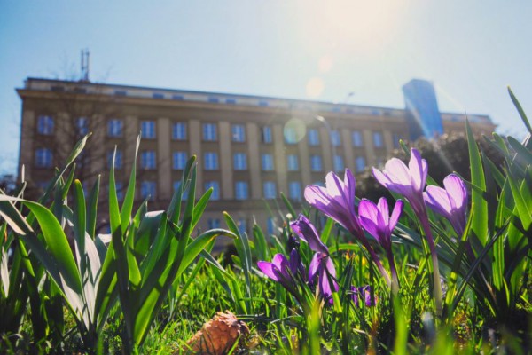 W Częstochowie zrobiło się wiosennie. Wraz z nadejściem tej pory roku w centrum miasta zakwitły krokusy