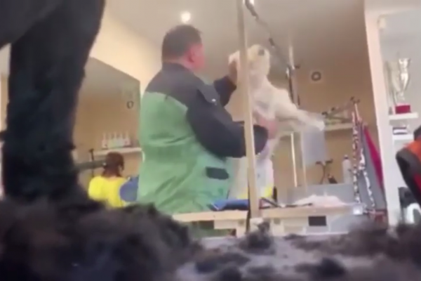 Przerażające nagrania! Znany częstochowski fryzjer dla psów znęcał się nad czworonogami