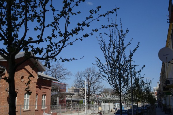 Więcej drzew i krzewów przy budowanych centrach przesiadkowych w Częstochowie