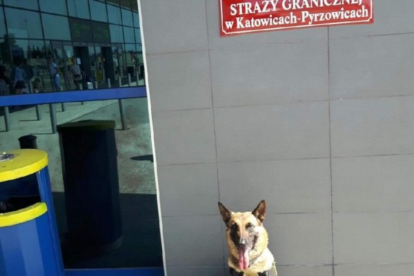 Pies częstochowskiej Straży Miejskiej znów był szkolony na lotnisku w Pyrzowicach