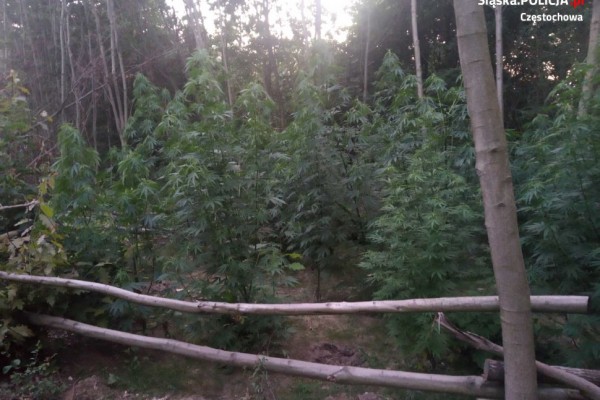 KMP Częstochowa. Duża plantacja marihuany w Lubojence