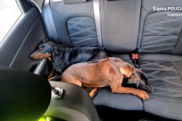 Częstochowska drogówka zabrała do radiowozu dwa wolno biegające psy
