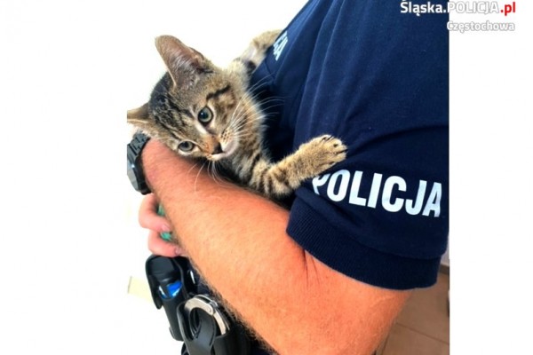 Mały kotek uratowany przez częstochowskich policjantów znalazł już nowy dom