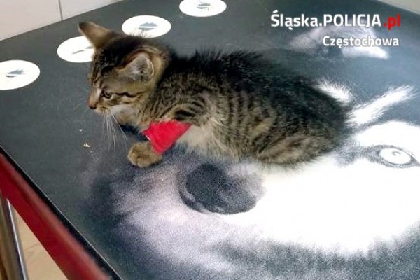 Częstochowski policjanci uratowali rannego kotka