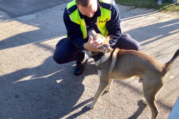 Policjanci z częstochowskiej drogówki zaopiekowali się zagubionym psem