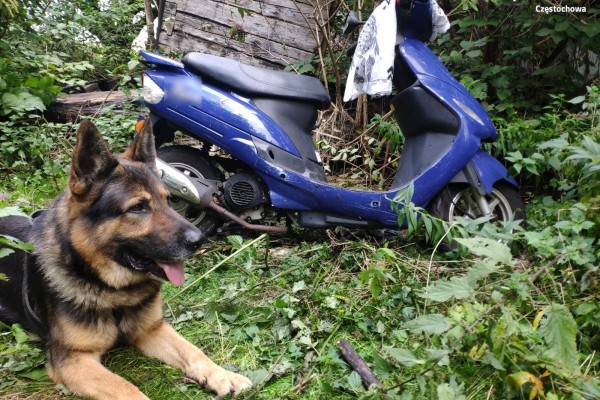 Policyjny pies odzyskał skradziony skuter