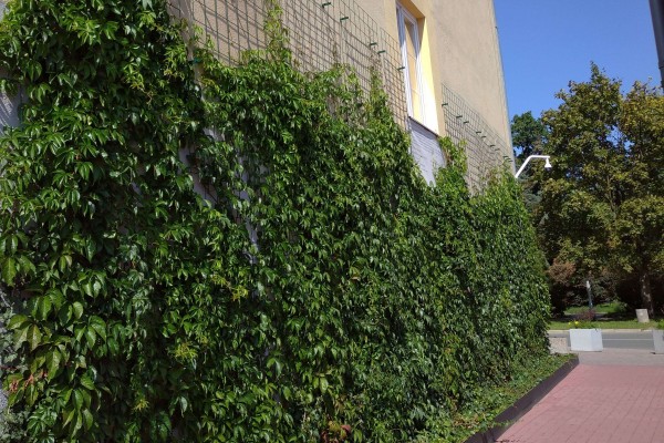"Zielone ściany" wyrosną na częstochowskich szkołach