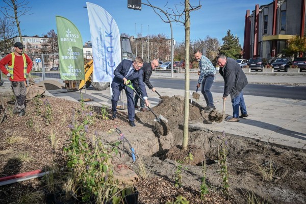 "Zielona" renowacja placu Pamięci Narodowej. Posadzono pierwsze platany (zdjęcia)