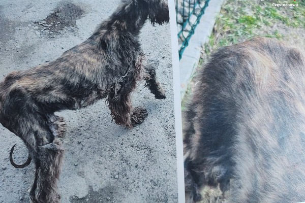 Wychudzone i skrajnie zaniedbane psy na jednej z posesji w Częstochowie