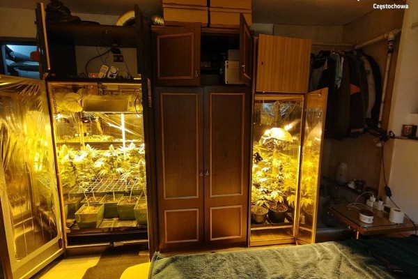 37-latek uprawiał marihuanę w swoim mieszkaniu