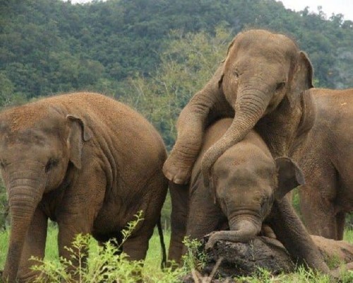 Miłośnicy Słoni